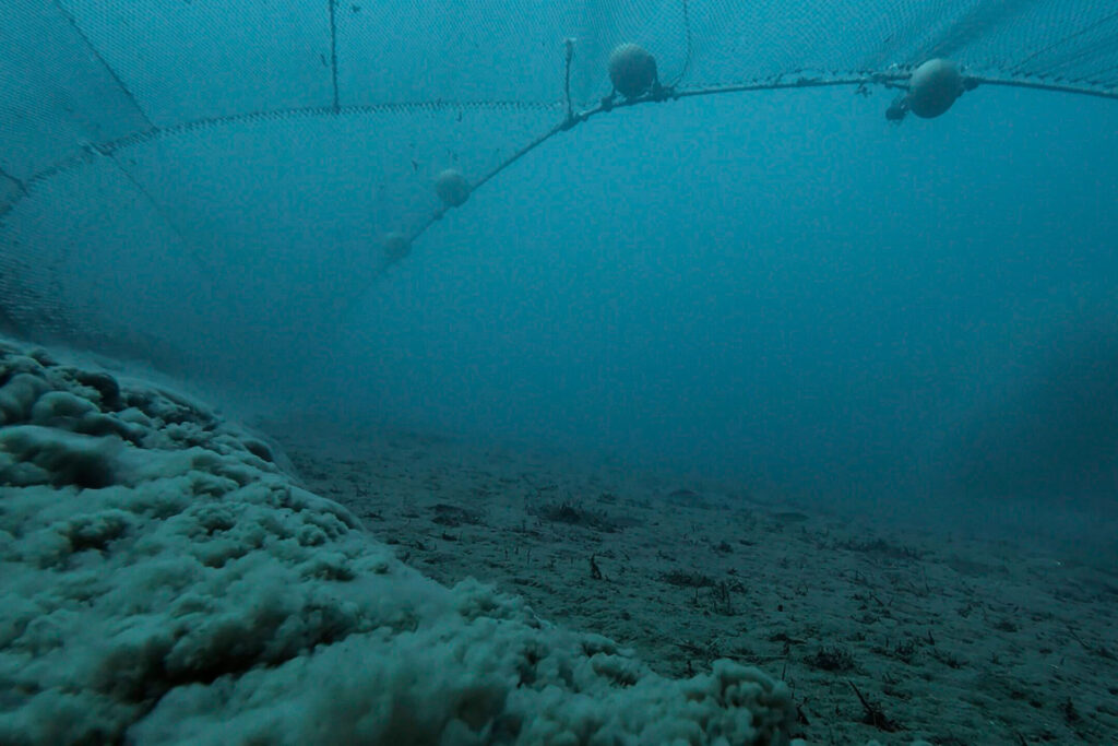 Pesca a strascico: cosa accade sotto la superficie del nostro mare?